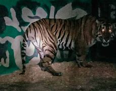 Berat Harimau Jantan Dewasa